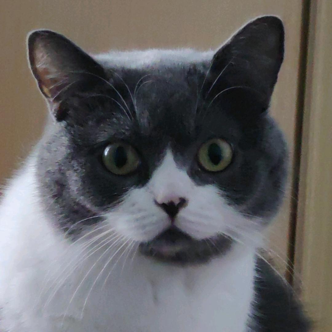 幸运猫