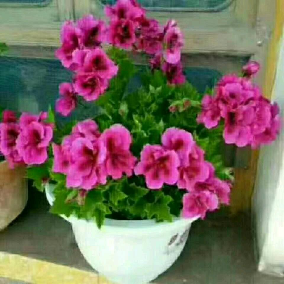 马明芳
