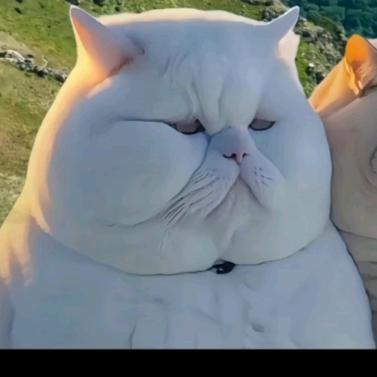 妞妞的玩具屋😸🐷🐶