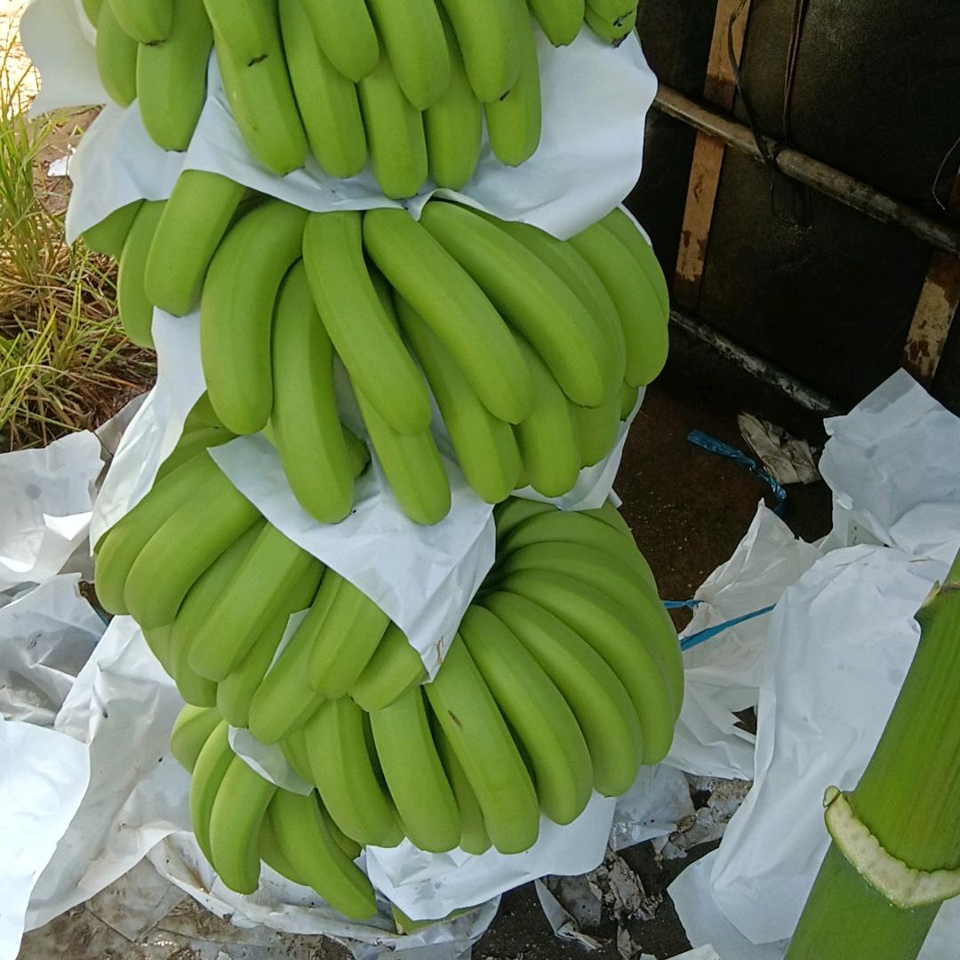 小   情    绪