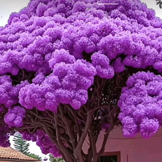 幸福花