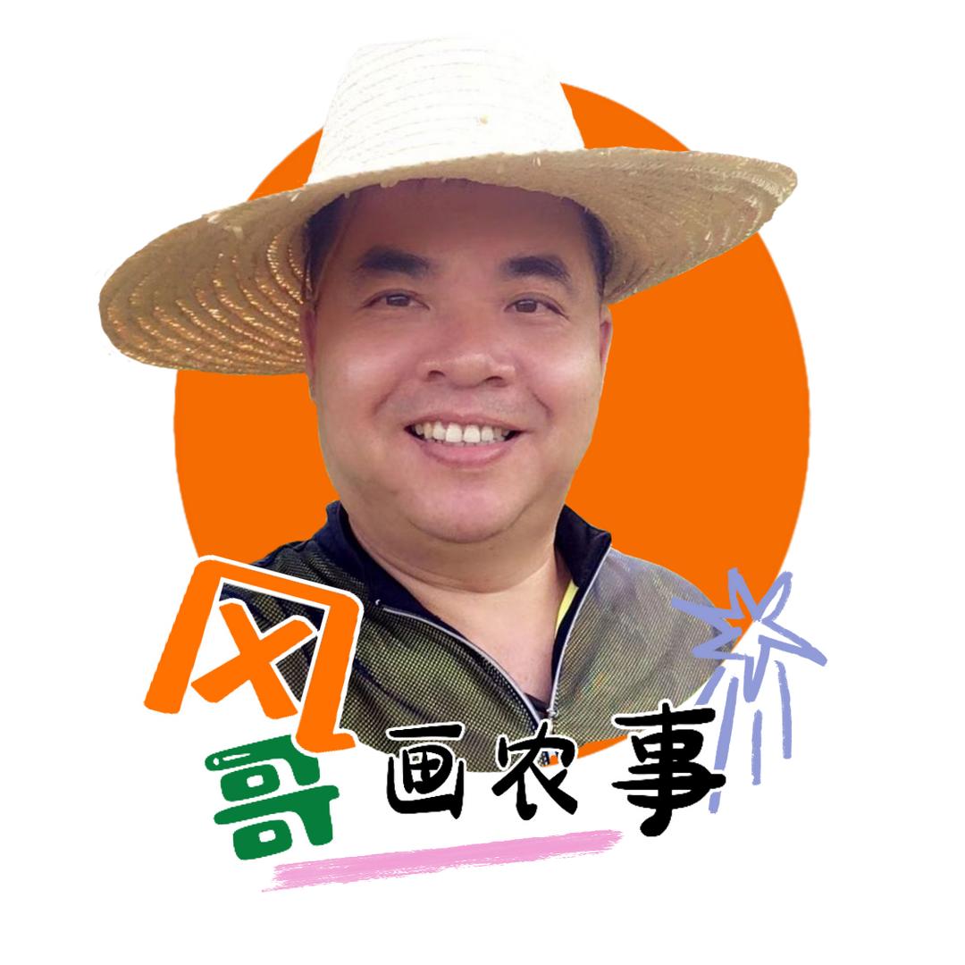 风哥画农事