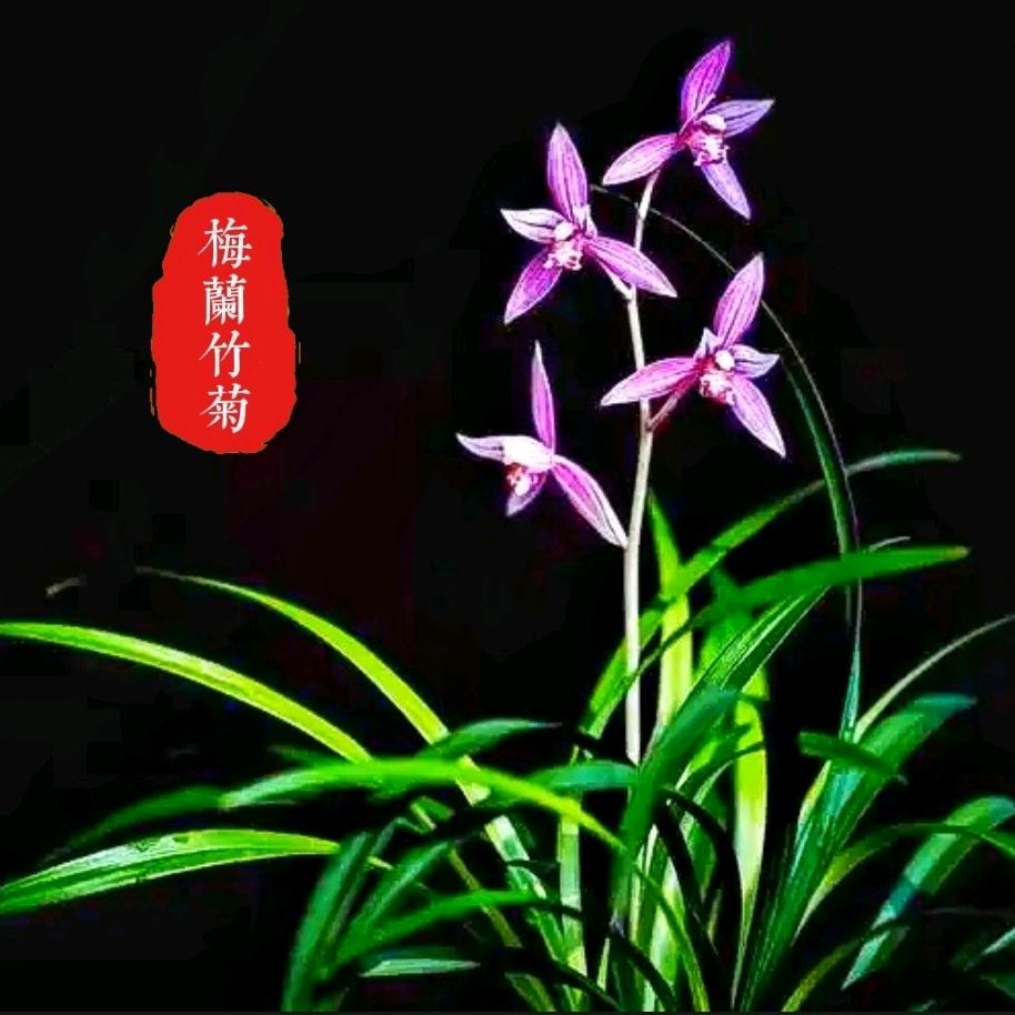 瞭望之窗（梅兰竹菊）