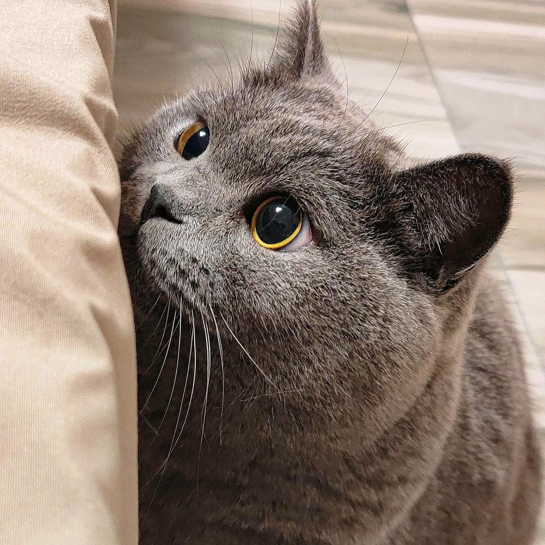 丨林深时见鹿丨