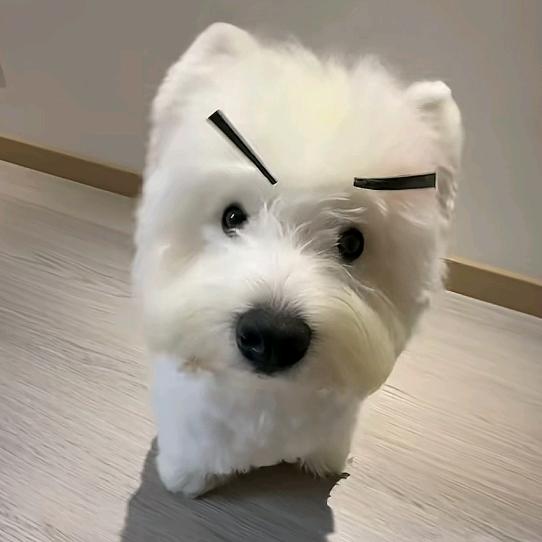汪汪碎冰冰🐾