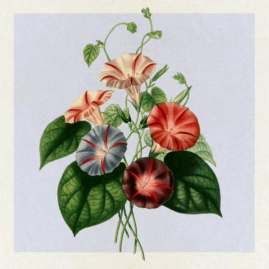 🌷农村🌸单🌸身仔🌷