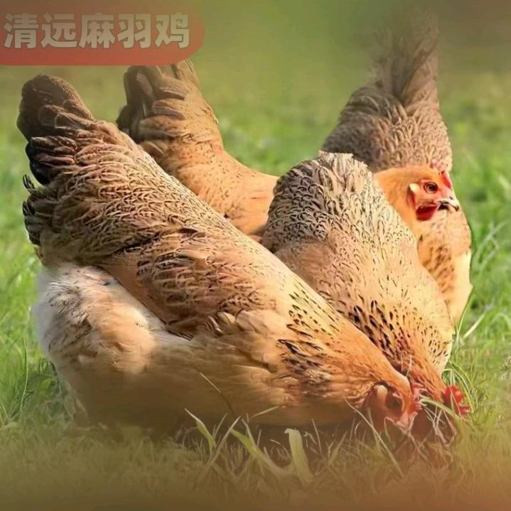 230天红波罗脆皮鸡(养殖场直供）