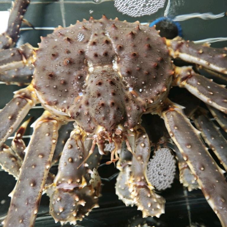 渔鲜生水产  直销