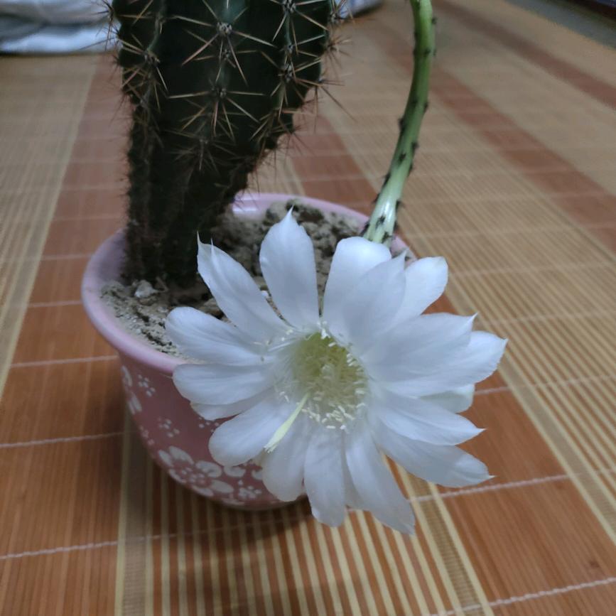 云姐