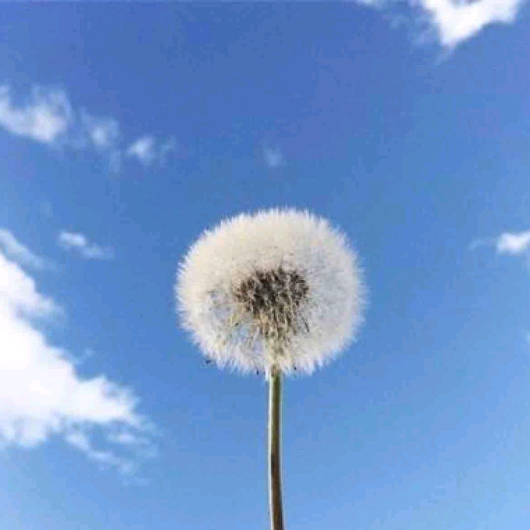 笨蛋