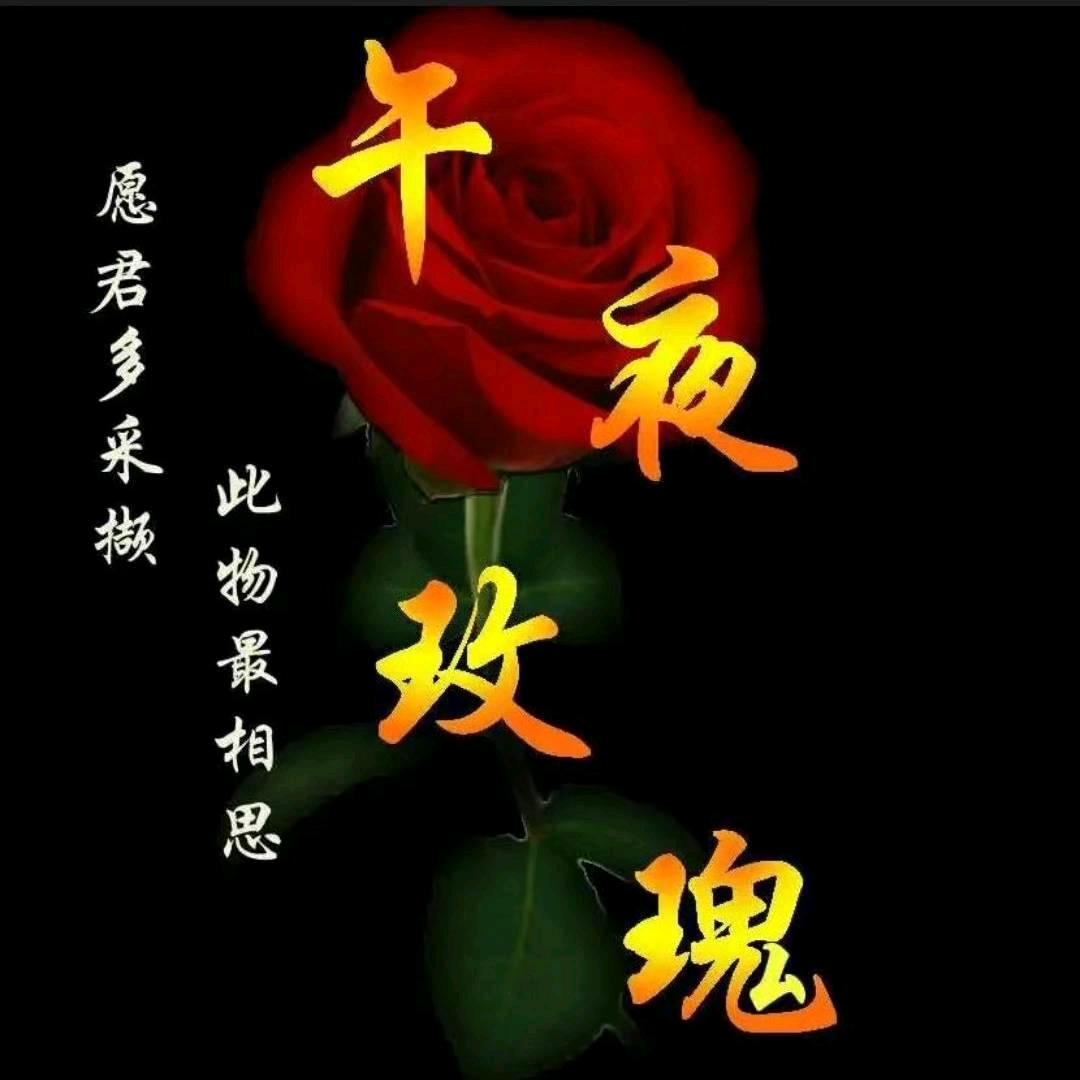 午夜玫瑰
