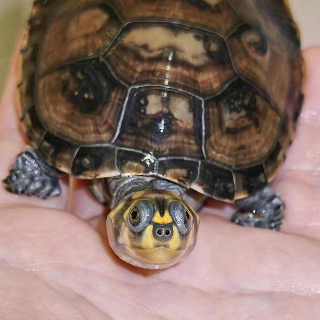 没事儿养只龟🐢