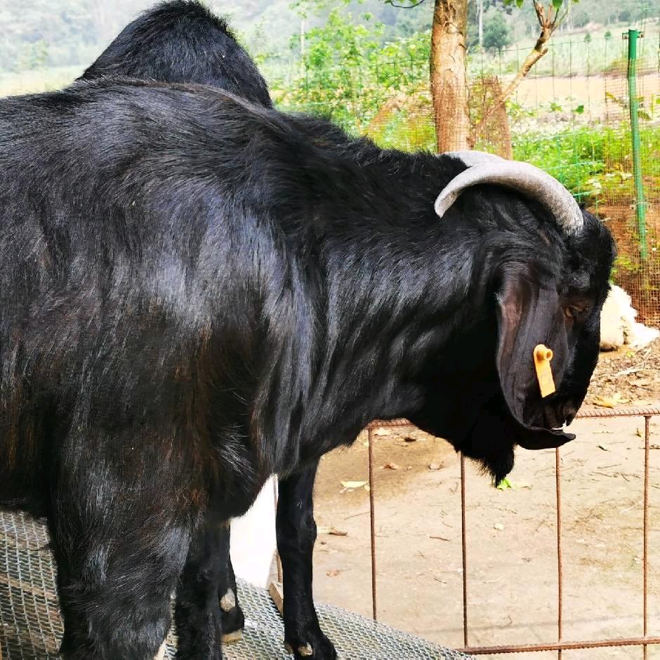 龙州县武德乡大森林合作社（黑波尔繁育）