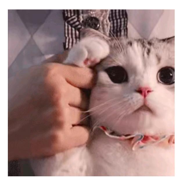 猪猪猪的牛牛