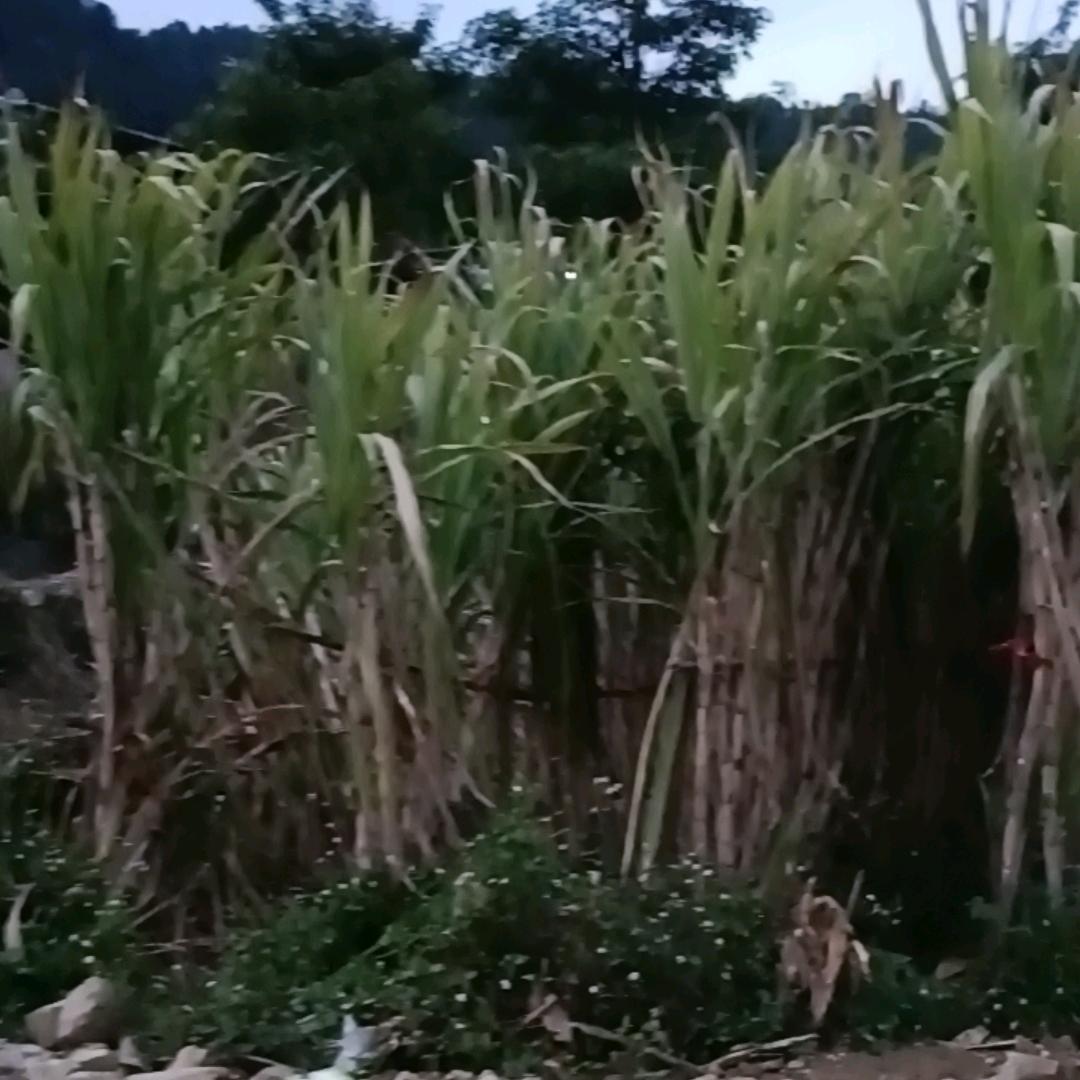 用户8742486054180