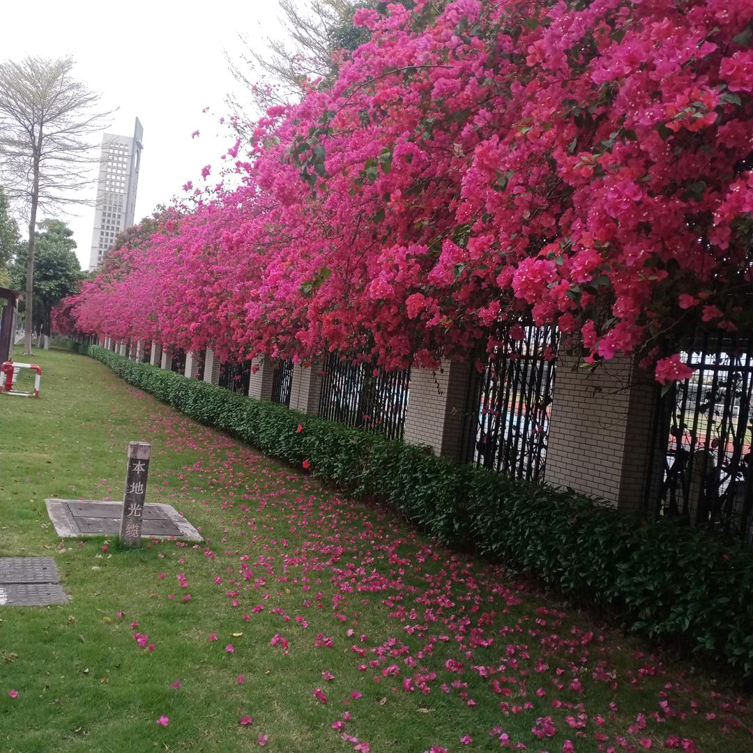 输赢都要去澳门