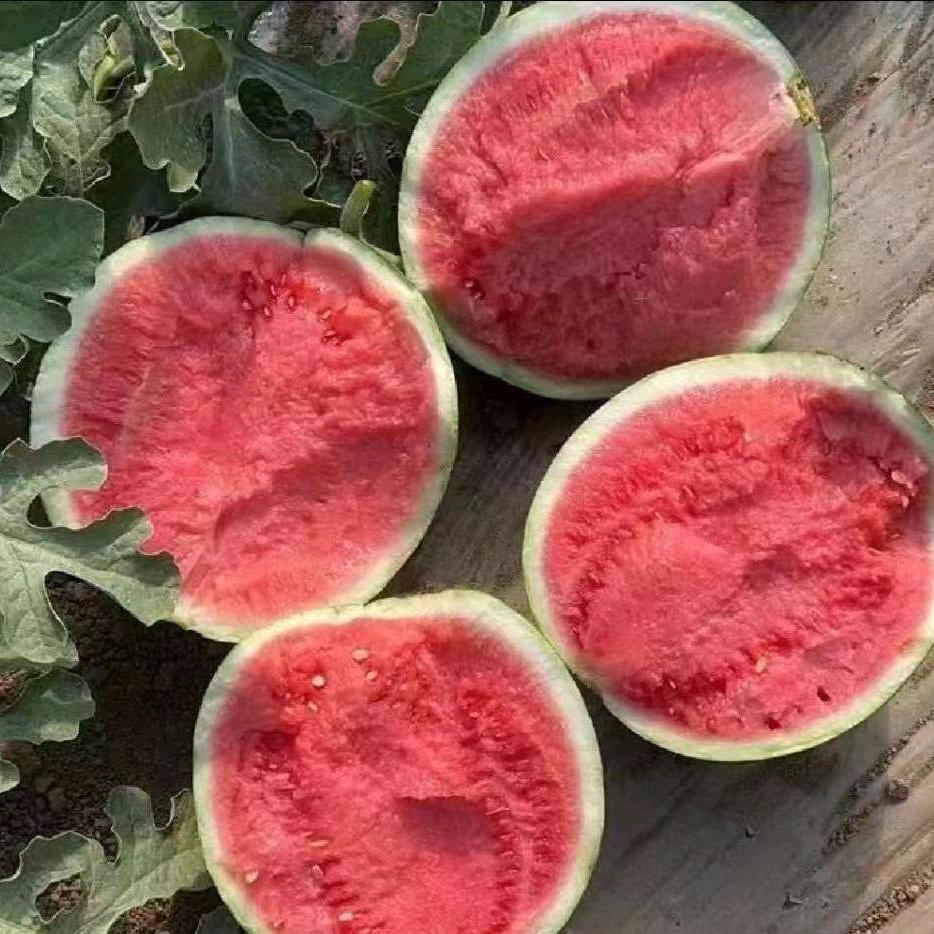 羅弟