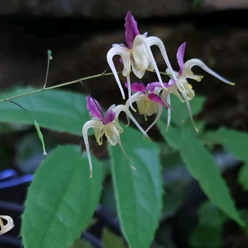岚皋农业淫羊藿种植基地