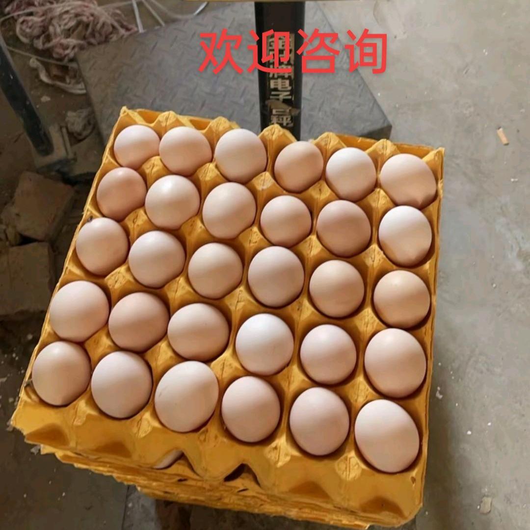 @滁州草鸡蛋配送