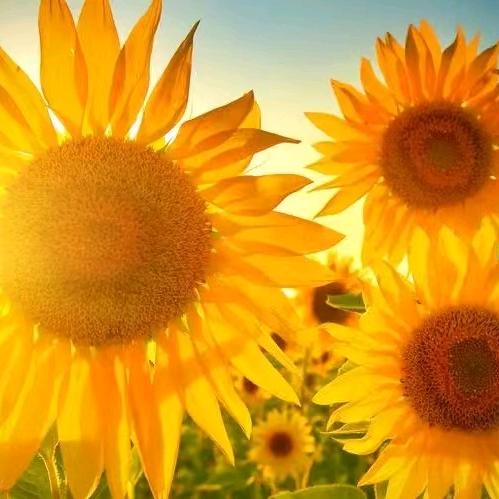 地势坤，君子厚德载物