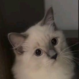 茶咚咚