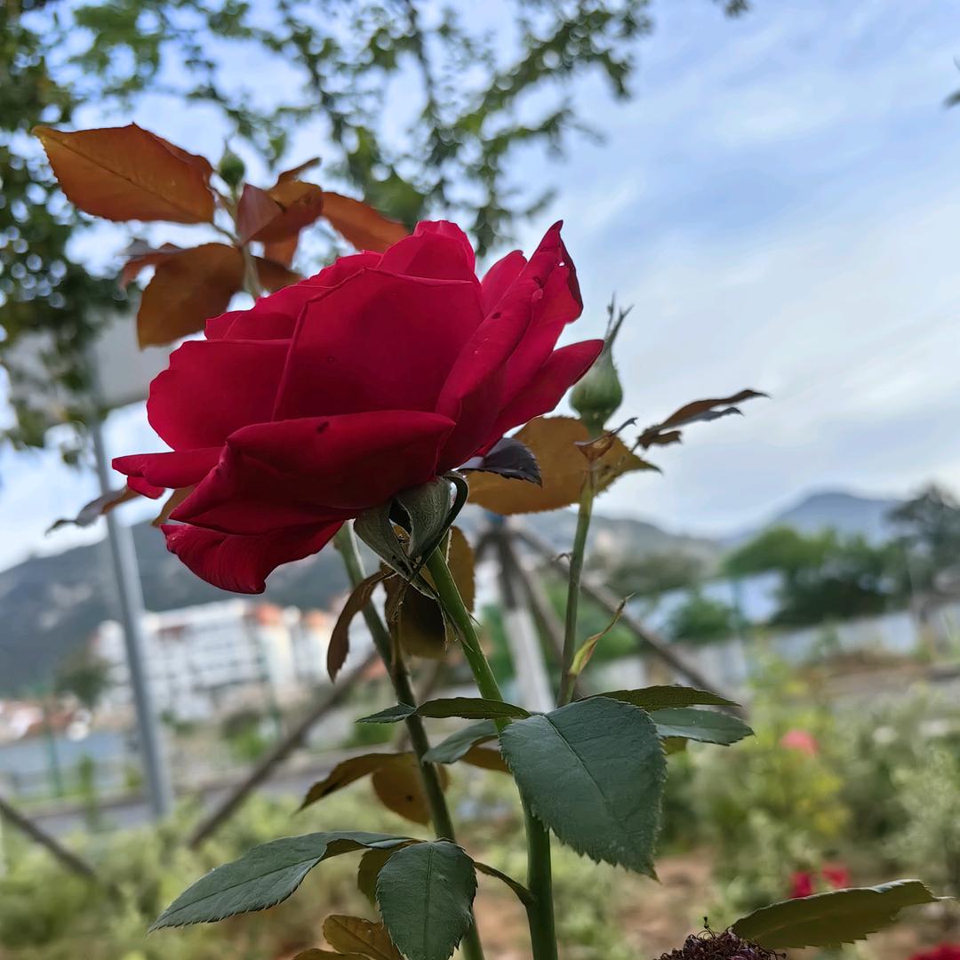 四季如春