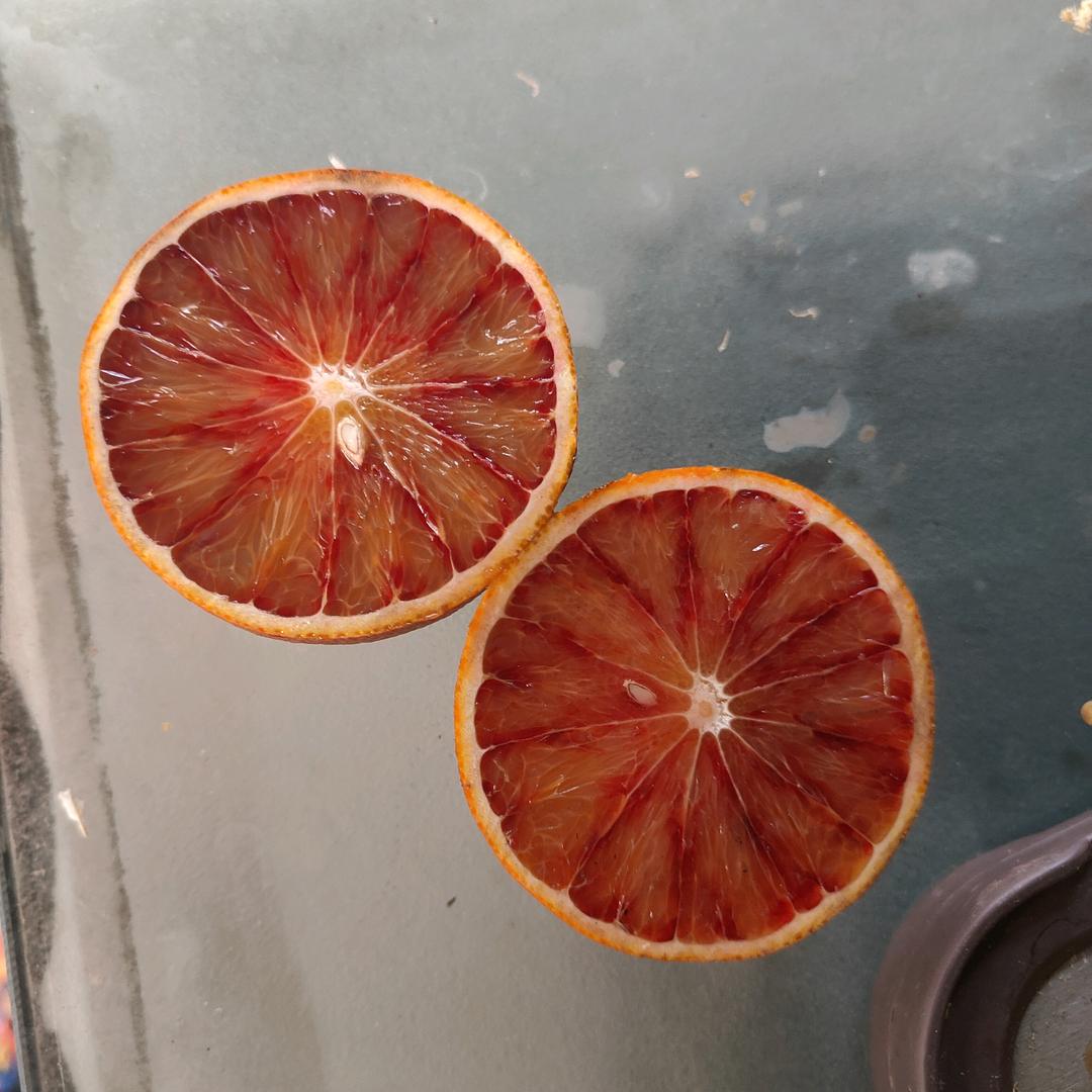 资中报恩蓝蓝养跑山鸡