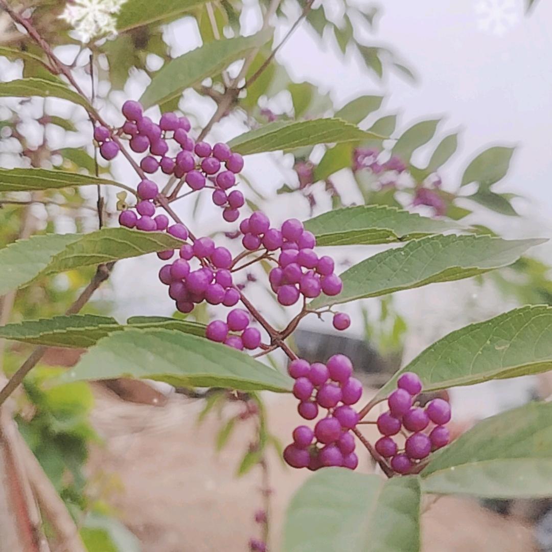 绿植基地老李