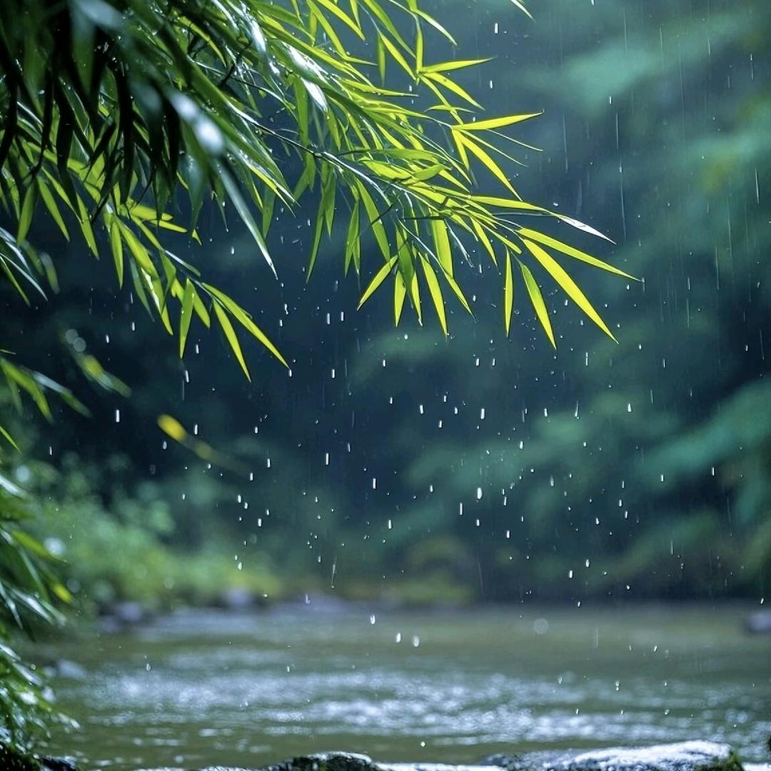 🍀竹林聽雨 🍀