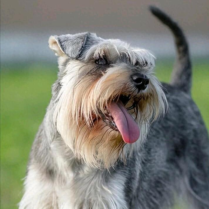 禄劝孙家山金犬养殖基地