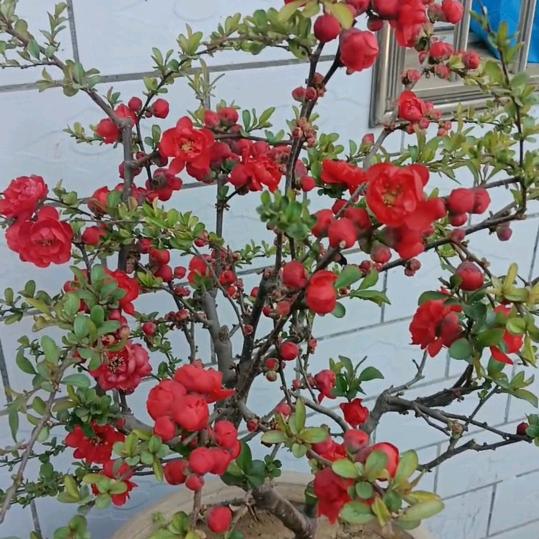 美好人生，开心快乐