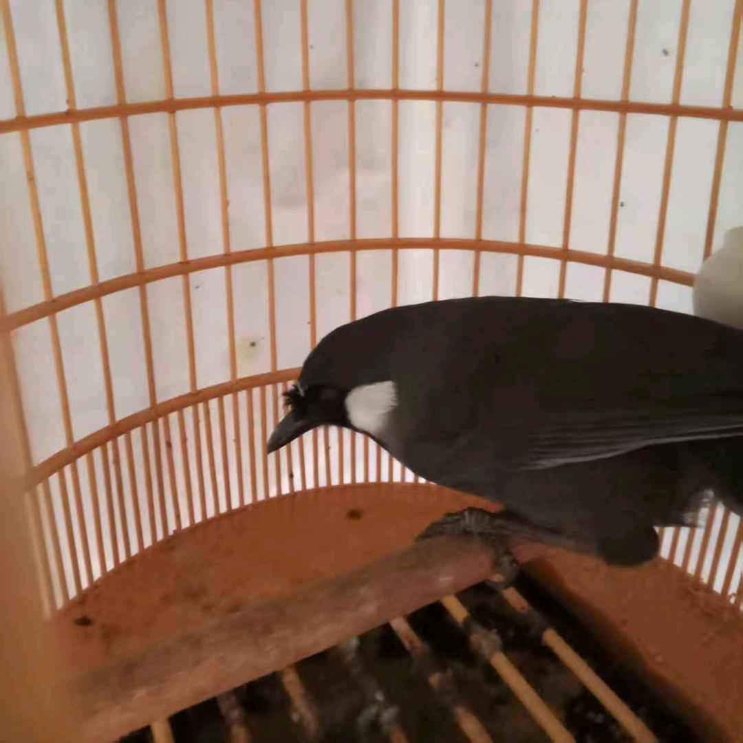 广西岭南珊瑚画眉鸟食