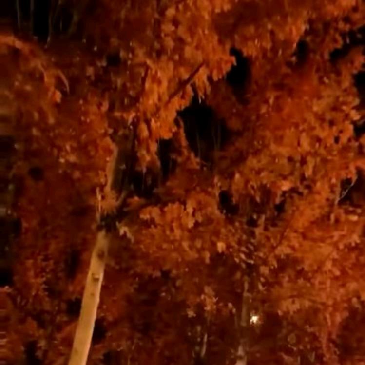 🐭顺其自然🐭