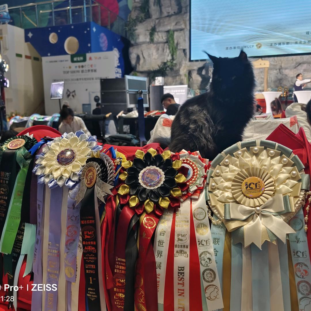 Qiuyin缅因猫