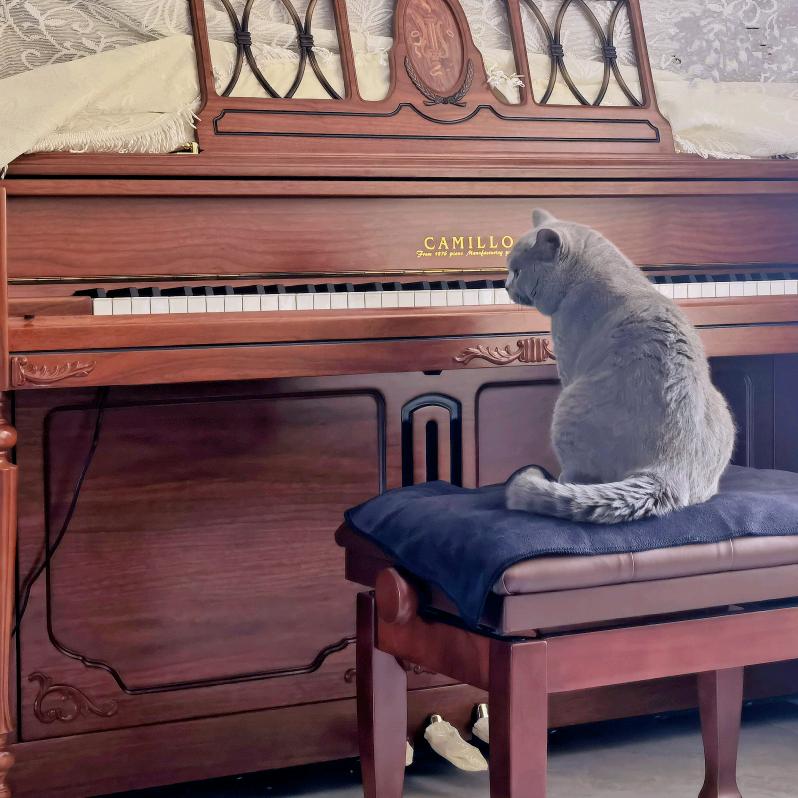 贝多芬琴行(城市之光店)