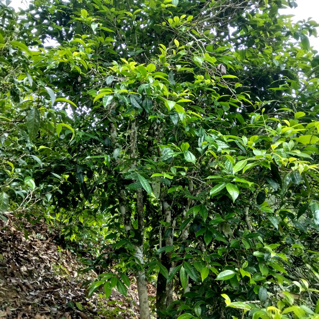 布朗曼峨濮御班古茶坊