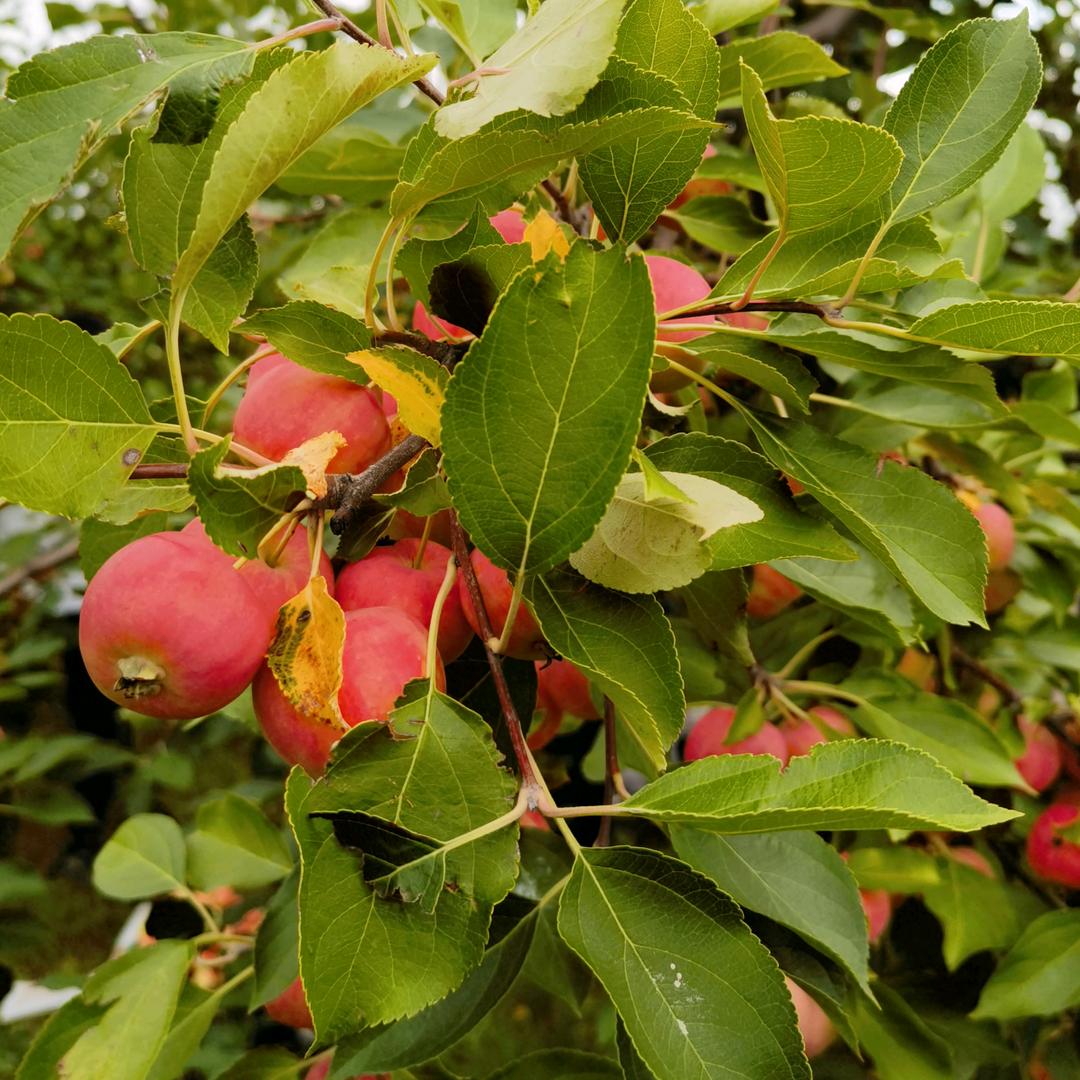 沙氏农产品（小沙哥）