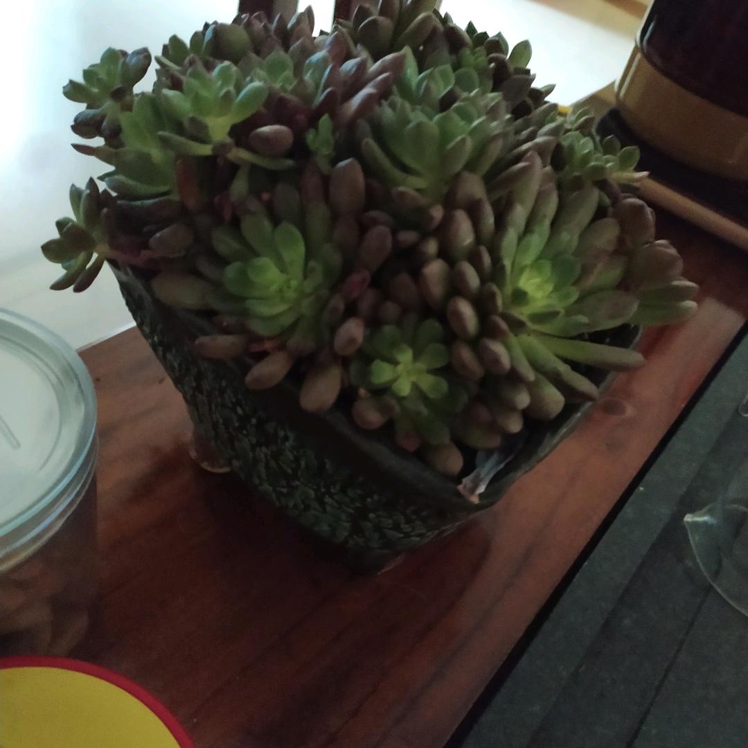丽芳