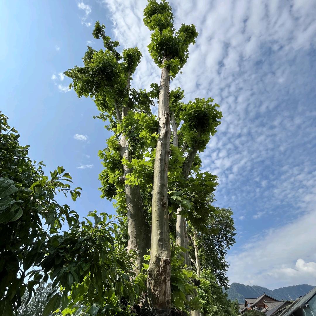 寻光