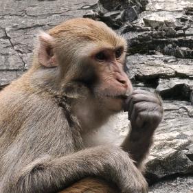 超级大吗喽🐵