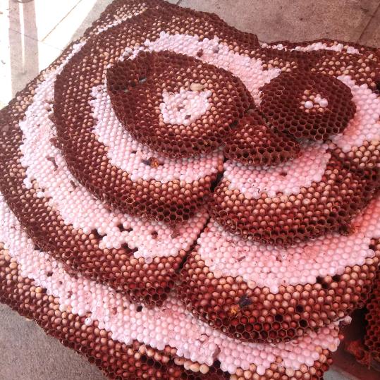 🥀蜂子ꦽ玉᭨哥ꦾᩚ࿐