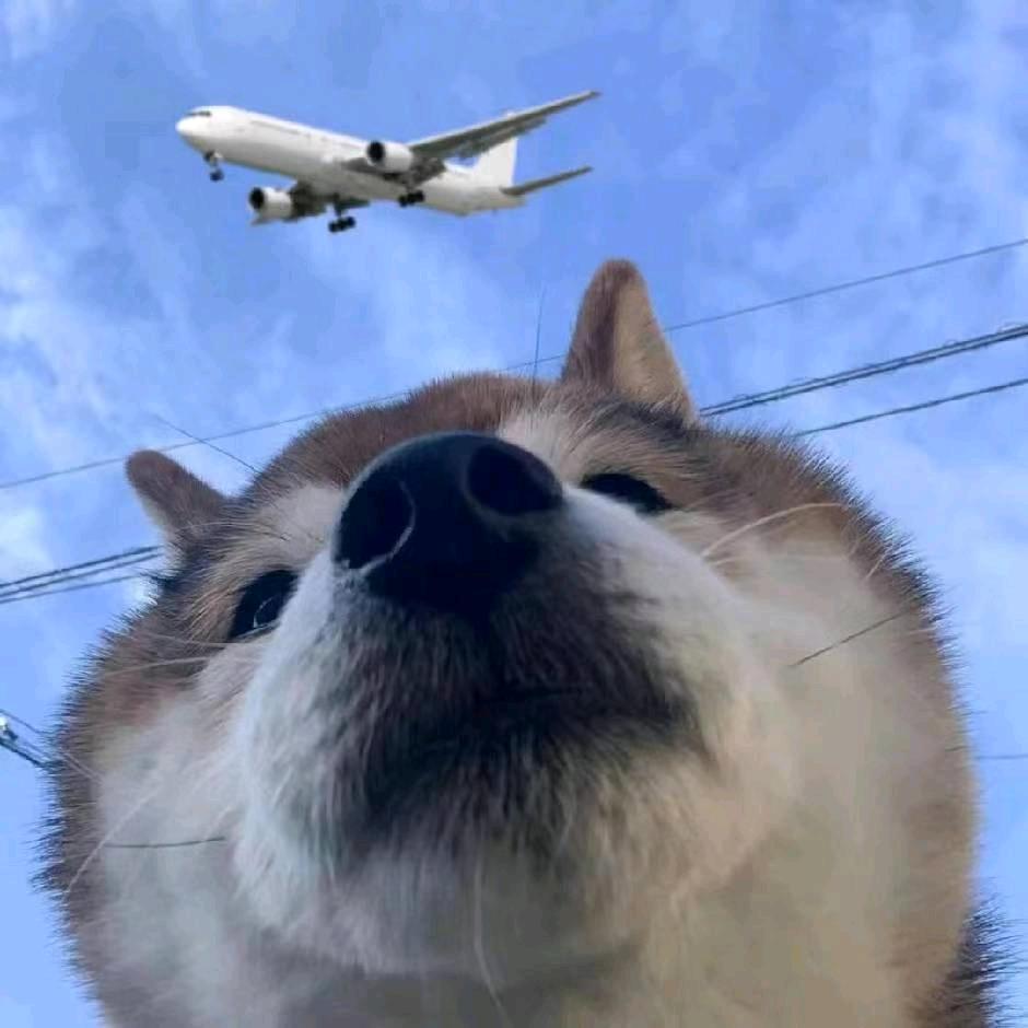 大a稳定器🏂