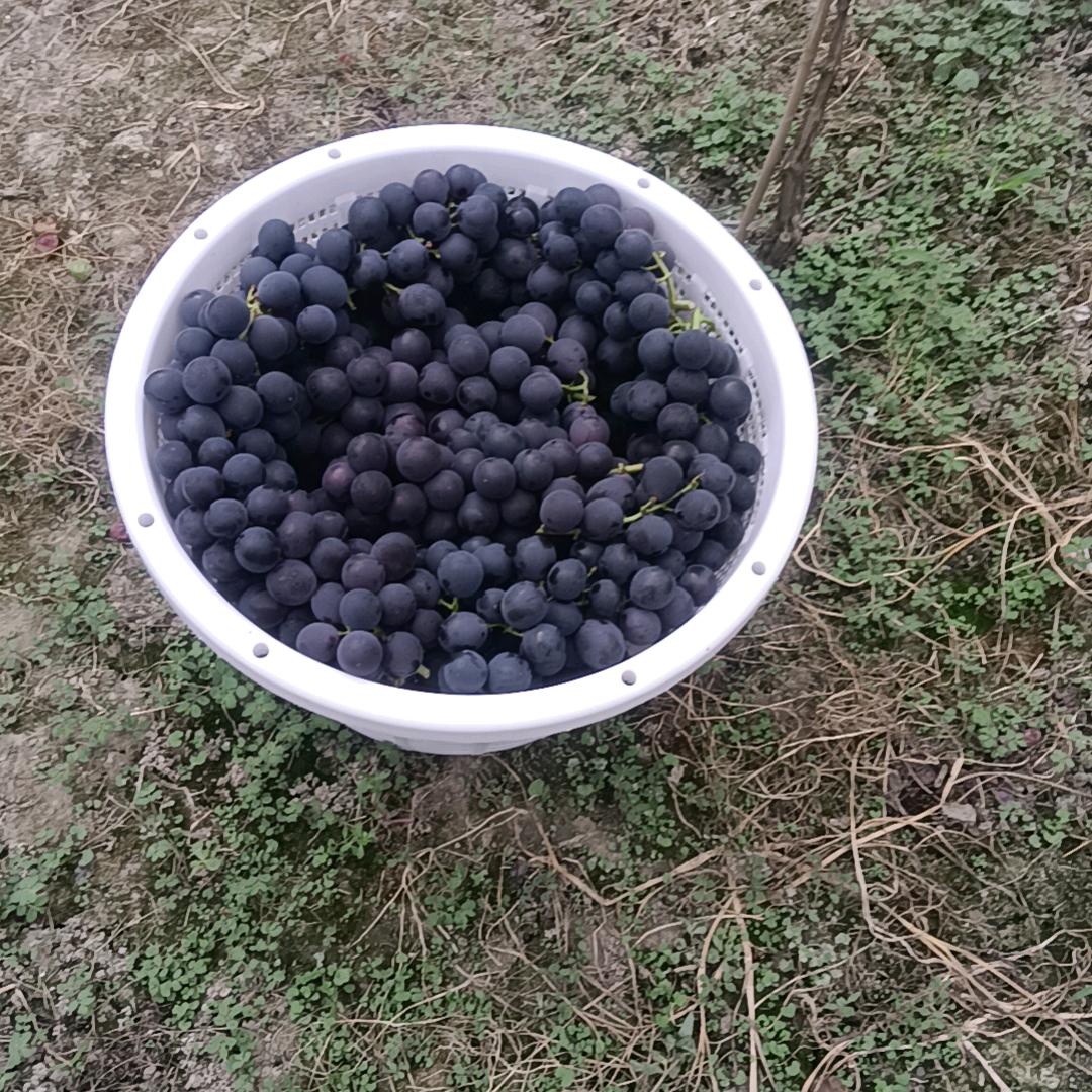 冯氏巨峰葡萄🍇