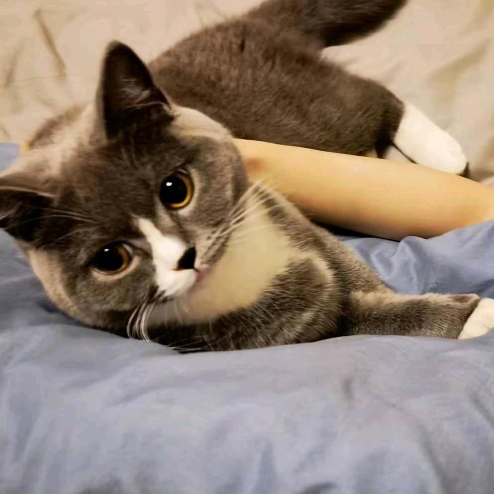 有猫.