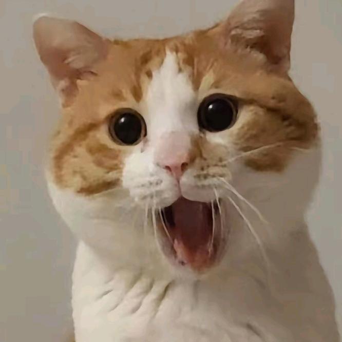 猫meme小柿子