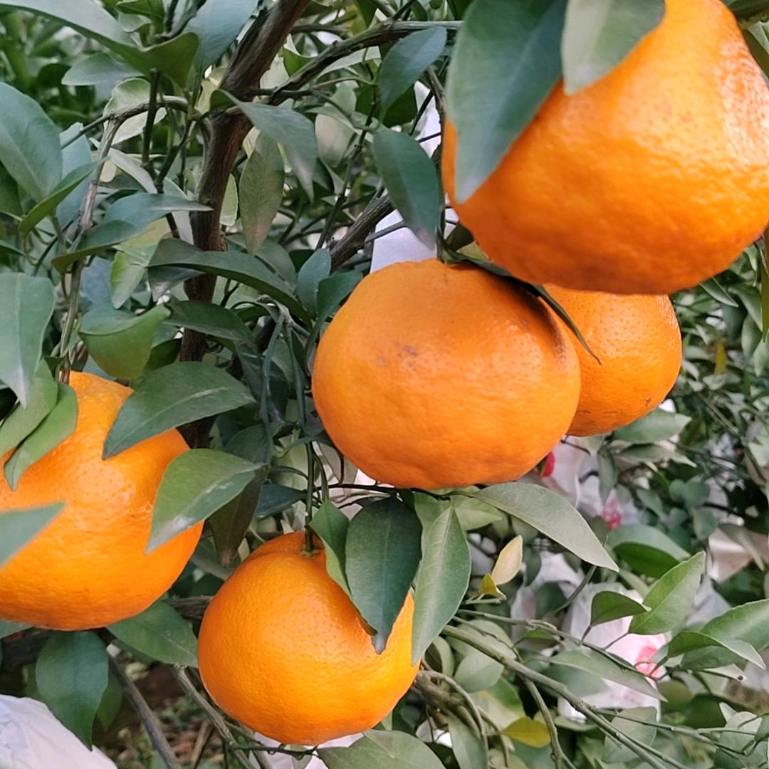 常青果蔬