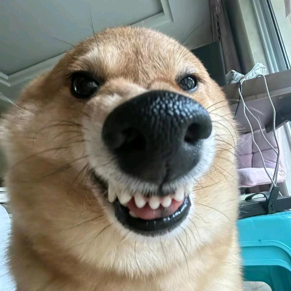 树上有只熊