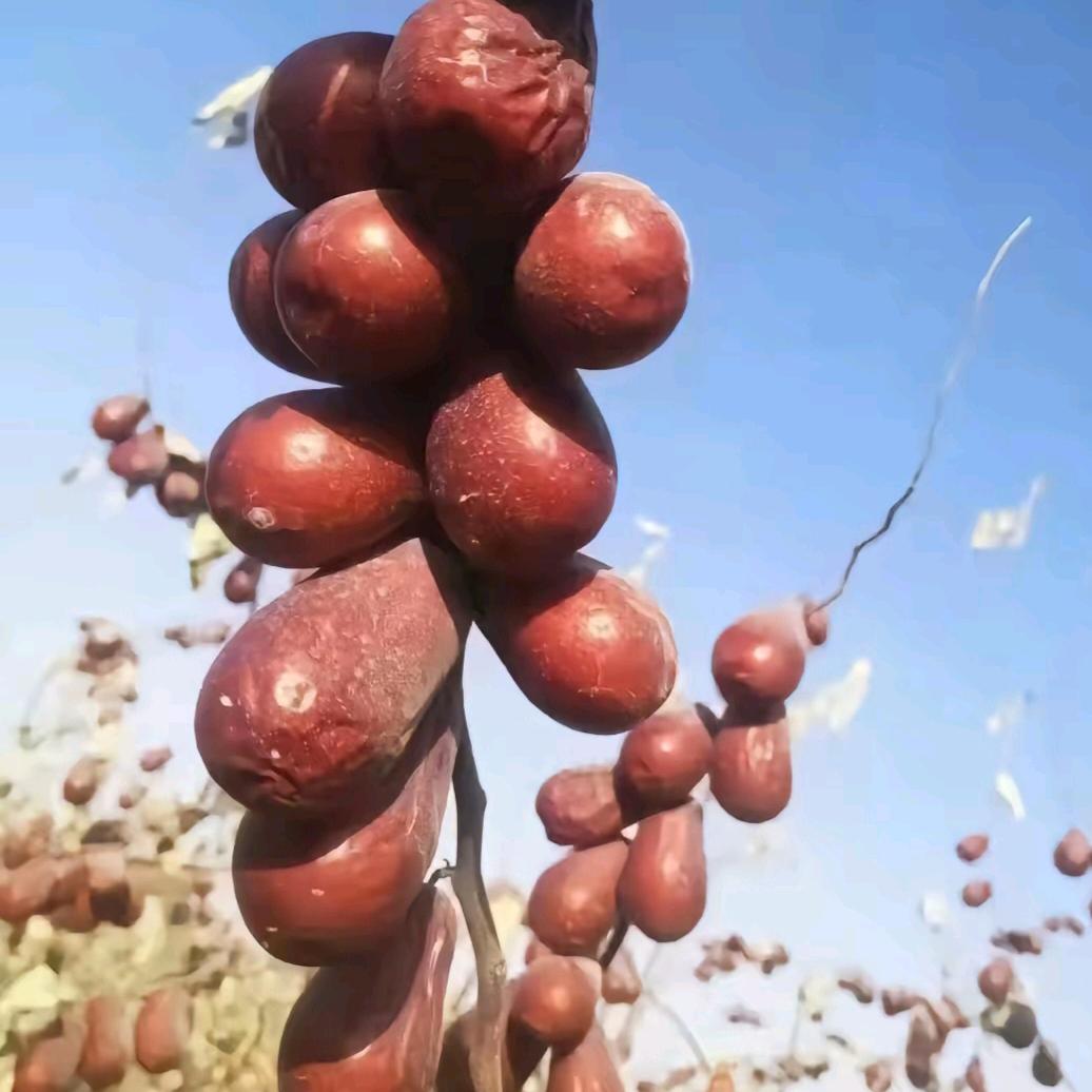 河南小陈在新疆的生活