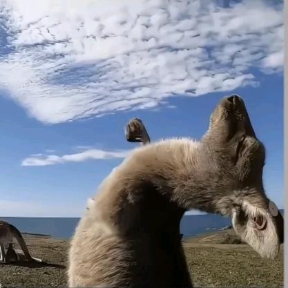 峰峰（王者荣耀）