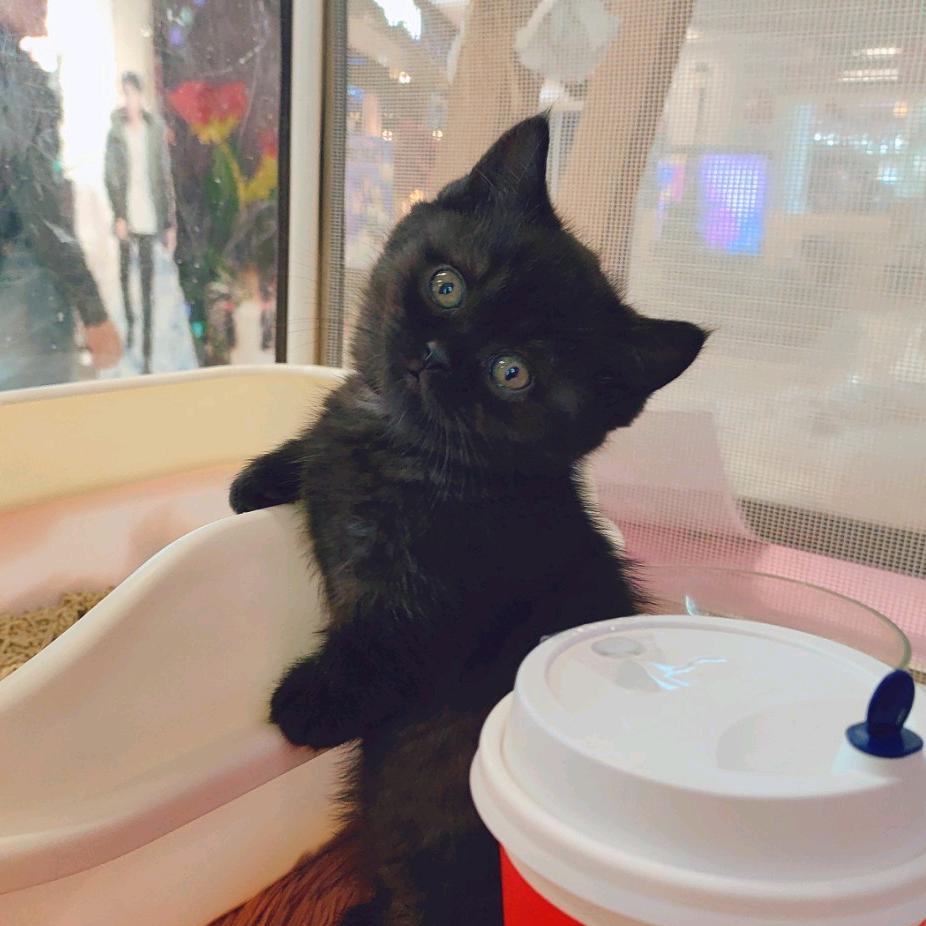 天使喵猫小屋